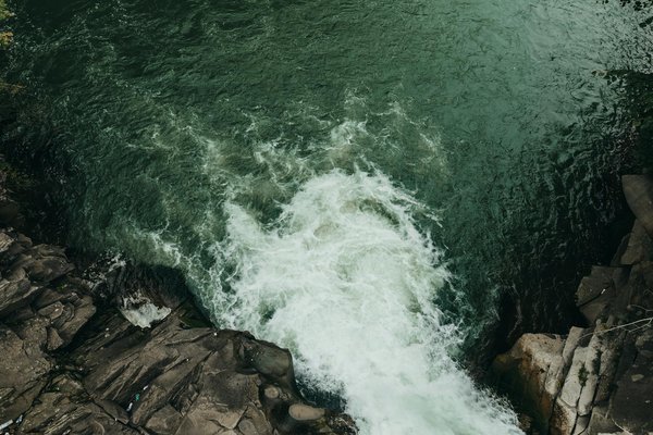 Quelles croisières offrent des safaris marins pour observer les requins en Afrique du Sud?