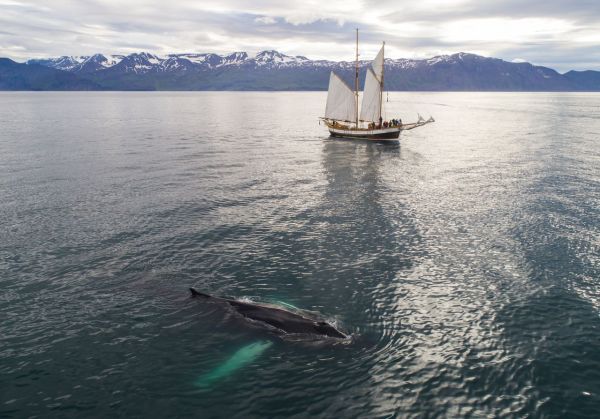 Quelles croisières offrent des safaris marins pour observer les requins en Afrique du Sud?