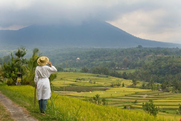 Quels sont les meilleurs spots pour une randonnée à travers les rizières en terrasses de Bali?